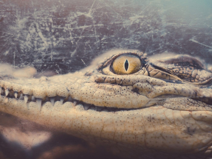 Để khám phá những bí ẩn của quá khứ, các nhà Ai Cập học sử dụng nhiều kỹ thuật khảo cổ học tiên tiến. Đôi khi, họ chỉ cần dùng đến dạ dày của một con cá sấu được ướp xác để giải mã những bí ẩn cổ xưa. Ảnh: Sherif A. Wagih//Getty Images.