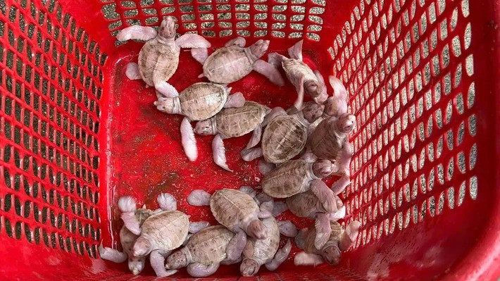 Hàng năm, Vườn quốc gia Côn Đảo ghi nhận khoảng 3 - 4 tổ rùa bạch tạng. Tuy nhiên, đa phần rùa bạch tạng thường mang dị tật bẩm sinh như không có mắt hoặc cụt bơi, mắt chỉ hơi hồng. Ảnh: Vườn Quốc gia Côn Đảo.