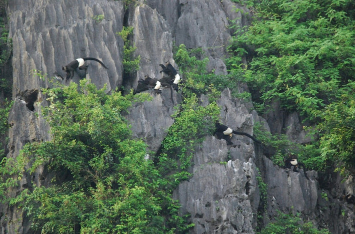 Ngoài voọc mông trắng, bẫy ảnh của các nhà sinh học còn phát hiện nhiều loài động vật quý hiếm khác như sơn dương, khỉ mốc, chồn vàng, đồi bắc... tại khu rừng. Ảnh: Tilo Nadler/Endangered Primate Rescue Center.