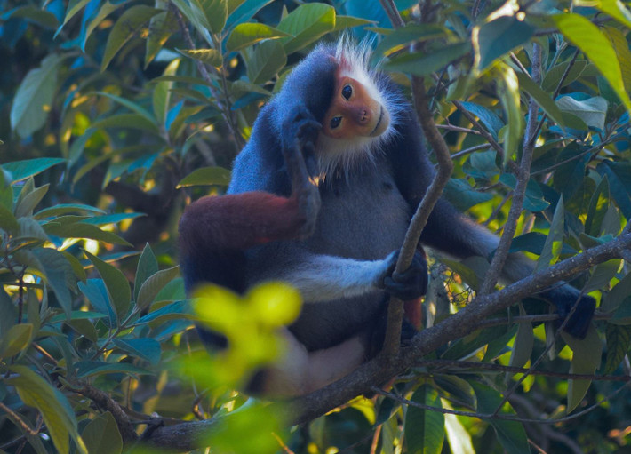 Được mệnh danh là “Nữ hoàng linh trưởng” bởi vẻ đẹp rực rỡ và hiếm có, loài voọc chà vá chân nâu nằm trong Sách đỏ Việt Nam. Ảnh: TTXVN.