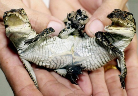 Cá sấu con 2 đầu, 8 chân và 2 đuôi tại trang trại cá sấu Samut Prakarn ở ngoại ô thành phố Bangkok, Thái Lan. Ảnh: 123rf.com.