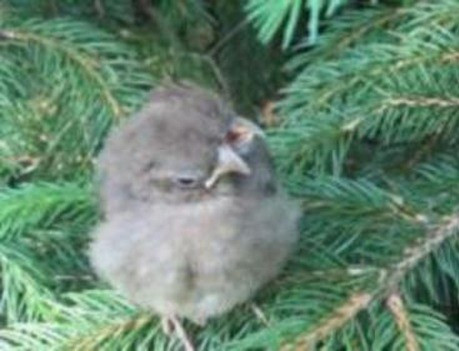 Bà April Britt sống tại thành phố Northampton, bang Massachusetts, Mỹ đã phát hiện một con chim hồng y non với hình dáng "kỳ lạ". Nó có 2 đầu và 3 mỏ. Ảnh: UPI.