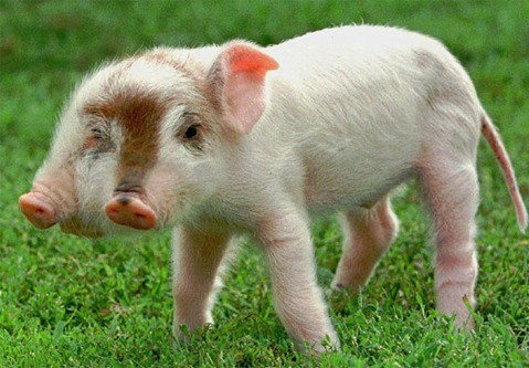 Con lợn tên Rudy có tới 2 đầu. Nó thuộc một trang trại tại bang Iowa, Mỹ. Ảnh: nydailynews.com.