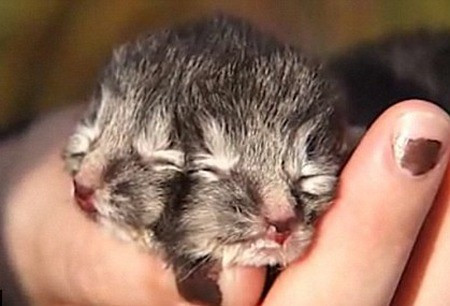 Con mèo tên Gemini chào đời tại Mỹ ngày 11/7/2012 gây chú ý khi có tới 2 khuôn mặt, hai tai, hai miệng, bốn mắt và 24 ngón chân. Ảnh: NBC.