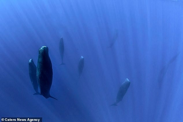 Các loài động vật có vú giống như cá nhà táng kết hợp và điều chỉnh tiếng lách cách và nhịp điệu khác nhau, được gọi là “coda” nhằm tạo ra những tiếng gọi phức tạp, giống với ngôn ngữ của con người. Trong đó, chúng dùng 2 âm thanh giống nguyên âm riêng biệt - âm a-coda giống 'ah' và âm i-coda giống 'ee'. Ảnh: Caters News Agency.