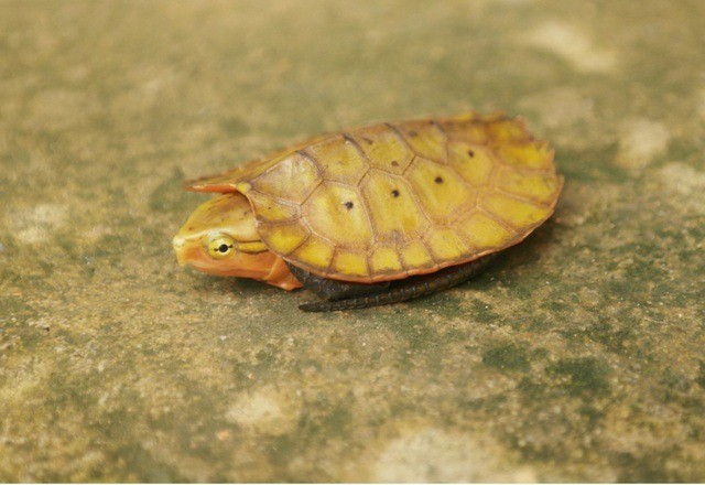 Một trong những đóng góp nổi bật nhất của nghiên cứu là các ghi nhận mới, phản ánh sự phong phú vẫn còn tiềm ẩn của khu vực, với 4 loài được ghi nhận lần đầu tiên ở tỉnh Thanh Hóa: Occidozyga lingnanica (Ếch bầu Lĩnh Nam); Vietnamophryne orlovi (Nhái lùn Orlov); Zhangixalus dennysi (Ếch cây Denny) và Pseudocalotes brevipes (Rồng đất đuôi ngắn). Ảnh: Ban Quản lý Khu Bảo tồn thiên nhiên Pù Luông.