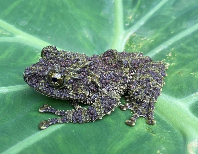 Theo thông tin từ Khu Bảo tồn thiên nhiên Pù Luông (Thanh Hóa), dựa trên kết quả khảo sát thực địa từ năm 2016 - 2024, nghiên cứu đã xác định được một danh sách toàn diện về hệ lưỡng cư và bò sát, với tổng cộng 103 loài được ghi nhận, bao gồm 40 loài Lưỡng cư thuộc 8 họ, 25 giống và 63 loài Bò sát thuộc 14 họ, 43 giống. Ảnh: Ban Quản lý Khu Bảo tồn thiên nhiên Pù Luông.
