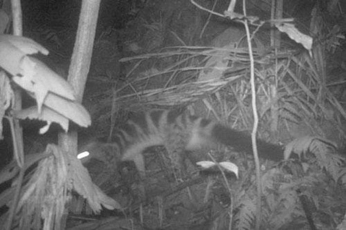 Các loài được tìm thấy chủ yếu ở 3 sinh cảnh chính: Rừng thứ sinh, rừng thứ sinh bị tác động và khu vực nông nghiệp. Trong đó, rừng thứ sinh là sinh cảnh quan trọng nhất, là nơi cư trú của đa số các loài, đặc biệt là những loài quý hiếm và có yêu cầu sinh cảnh khắt khe. Ảnh: Ban Quản lý Khu Bảo tồn thiên nhiên Pù Luông.