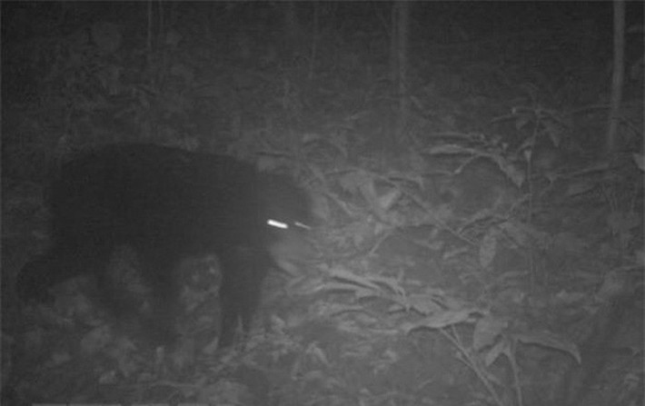 Những loài này xuất hiện nhiều nhất trong các khu rừng thứ sinh ít bị tác động - nơi còn giữ được độ ẩm, thảm lá và môi trường sống phù hợp. Ảnh: Ban Quản lý Khu Bảo tồn thiên nhiên Pù Luông.