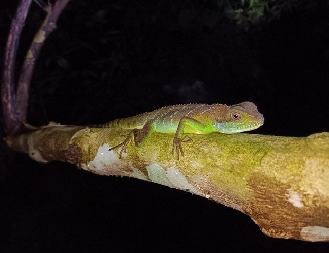 Không những vậy, 30 loài được ghi nhận lần đầu tiên tại Khu Bảo tồn thiên nhiên Pù Luông, bao gồm 12 loài lưỡng cư và 18 loài bò sát đáng chú ý như Leptobrachella namdongensis (Cóc mày Nam Đông), Tylototriton pasmansi (Cá cóc hoa văn Pasmans), Python bivittatus (Trăn đất), Ophiophagus hannah (Rắn hổ chúa), Platysternon megacephalum (Rùa đầu to) và Manouria impressa (Rùa núi viền). Ảnh: Ban Quản lý Khu Bảo tồn thiên nhiên Pù Luông.