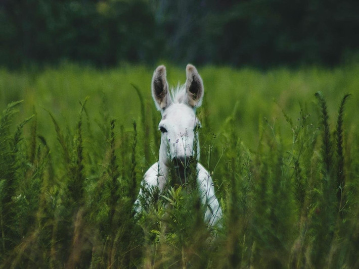 Những con la cổ nhất từng được ghi nhận có niên đại hơn 4.000 năm tuổi và được tìm thấy ở Trung Đông. Ảnh: rtb3_photography, Pexels.