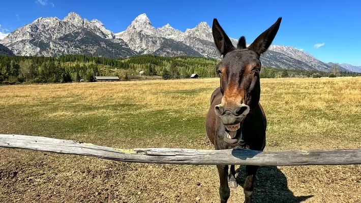 Các nhà khoa học đã kiểm tra tỷ lệ các đồng vị trong bộ xương của con la để có thể cung cấp manh mối về thức ăn mà nó đã tiêu thụ. Kết quả kiểm tra cho thấy con la được cho ăn một chế độ ăn giàu ngũ cốc được trồng trọt và phân tích giải phẫu xương cho thấy nó chủ yếu được sử dụng để cưỡi. Ảnh: Jeff R Clow / Getty Images.