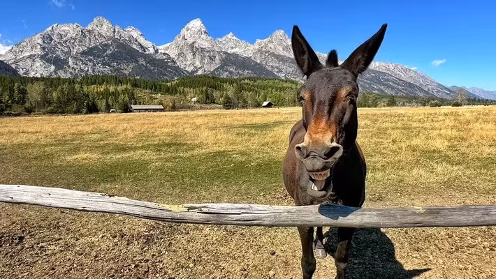 Các nhà khoa học đã kiểm tra tỷ lệ các đồng vị trong bộ xương của con la để có thể cung cấp manh mối về thức ăn mà nó đã tiêu thụ. Kết quả kiểm tra cho thấy con la được cho ăn một chế độ ăn giàu ngũ cốc được trồng trọt và phân tích giải phẫu xương cho thấy nó chủ yếu được sử dụng để cưỡi. Ảnh: Jeff R Clow / Getty Images.