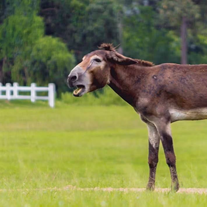 Vào thời điểm con la hơn 2.700 tuổi sinh sống, những người đi biển gọi là người Phoenicia đang sinh sống ở vùng đất ngày nay là Tây Ban Nha. Họ cũng phân bố ở khu vực Trung Đông. Nhóm nghiên cứu lưu ý rằng, người Phoenicia có thể đã mang theo kiến ​​thức về cách nhân giống la khi tới vùng đất mới. Ảnh: thetech.org.