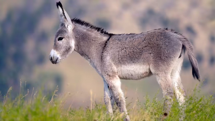 Con la được chôn cất cùng người phụ nữ. Bà khoảng 20 - 25 tuổi khi qua đời. Đến nay, giới nghiên cứu biết rất ít về bà. Nguyên do là vì thi thể của bà được hỏa táng một phần trước khi chôn cất. Hài cốt của bà bị phân mảnh khi được đặt vào nơi chôn cất. Điều này khiến việc xác định nguyên nhân tử vong và tình trạng sức khỏe trước khi mất gặp nhiều khó khăn. Ảnh: Lightvision, LLC / Getty Images.