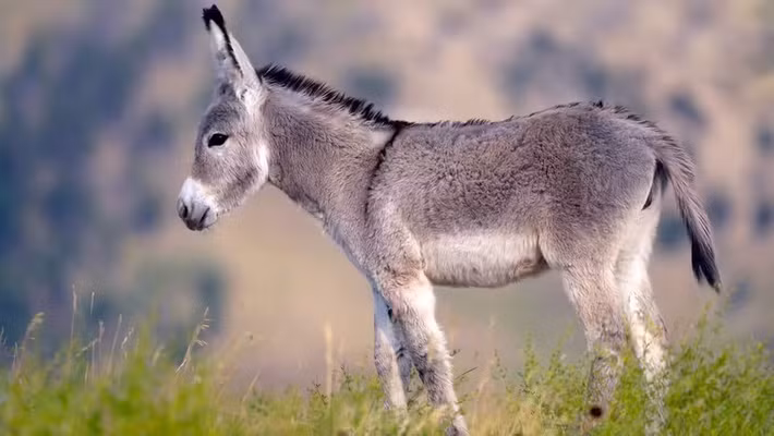 Con la được chôn cất cùng người phụ nữ. Bà khoảng 20 - 25 tuổi khi qua đời. Đến nay, giới nghiên cứu biết rất ít về bà. Nguyên do là vì thi thể của bà được hỏa táng một phần trước khi chôn cất. Hài cốt của bà bị phân mảnh khi được đặt vào nơi chôn cất. Điều này khiến việc xác định nguyên nhân tử vong và tình trạng sức khỏe trước khi mất gặp nhiều khó khăn. Ảnh: Lightvision, LLC / Getty Images.