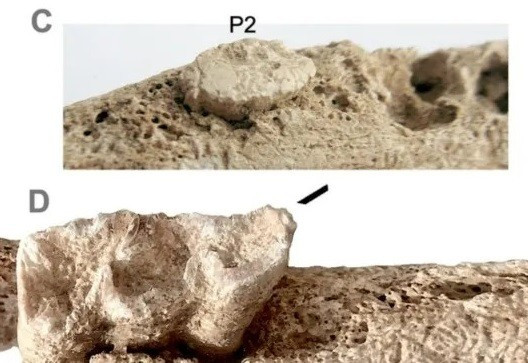 Con la là con lai giữa lừa đực và ngựa cái. Nhóm nghiên cứu viết trong một bài báo được công bố vào đầu tháng 2 rằng, con la là "sự kết hợp sức mạnh thể chất và kích thước của ngựa với sức chịu đựng của lừa". Ảnh: F. Javier López Cachero; CC BY-NC-ND 4.0.
