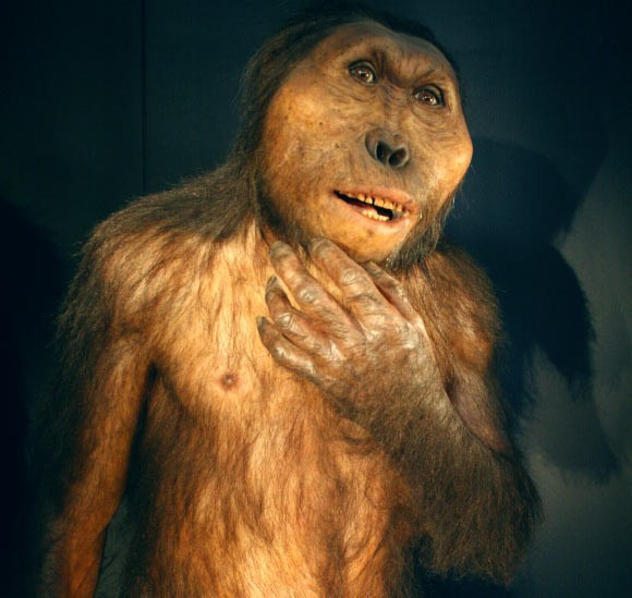 Nhóm nghiên cứu cũng suy đoán chế độ ăn của người Paranthropus boisei chủ yếu gồm các loài cỏ và cây thân mềm. Ảnh: Nachosan / CC BY-SA 3.0.
