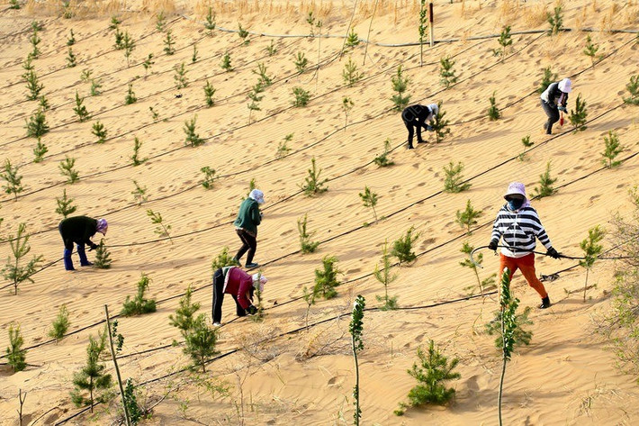 Nếu mọi việc diễn ra theo đúng kế hoạch, Vạn Lý Trường Thành Xanh sẽ dài 4.500 km vào năm 2050. Bức tường xanh vĩ đại là khu rừng được gieo trồng lớn nhất thế giới - nhưng hiệu quả của nó trong việc làm chậm quá trình sa mạc hóa vẫn chưa rõ ràng. Ảnh: sciencephoto.com.