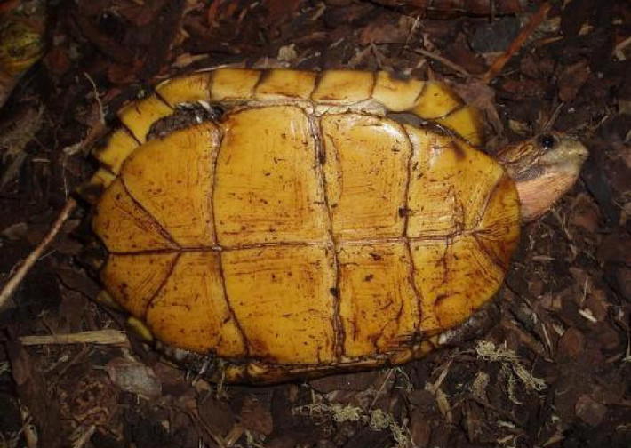 Cá thể rùa sa nhân có lưng phẳng với 3 gờ nổi rõ nhưng không có vệt xám đen. Con đực thường có đuôi dài và dày hơn con cái. Ảnh: thainationalparks.