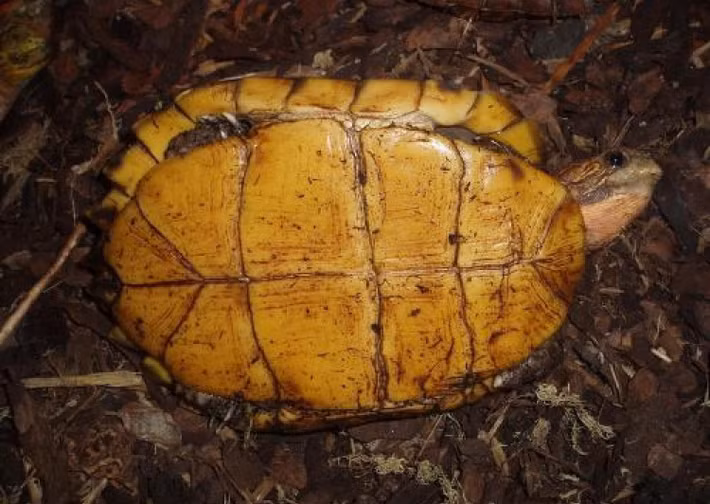 Cá thể rùa sa nhân có lưng phẳng với 3 gờ nổi rõ nhưng không có vệt xám đen. Con đực thường có đuôi dài và dày hơn con cái. Ảnh: thainationalparks.