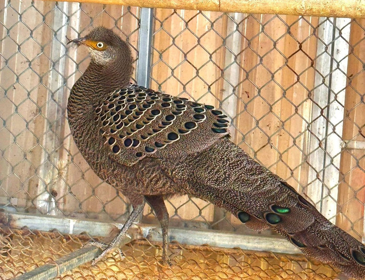 Trước đó, trong quá trình xuống cơ sở tuyên truyền pháp luật, phổ biến các quy định về bảo vệ động vật hoang dã, Công an xã Na Ngoi được ông Hạ Giống Xênh (SN 1970, trú bản Phù Quặc 2, xã Na Ngoi) tự giác giao nộp cá thể gà tiền mặt vàng đang nuôi giữ. Ảnh: Tiền phong.