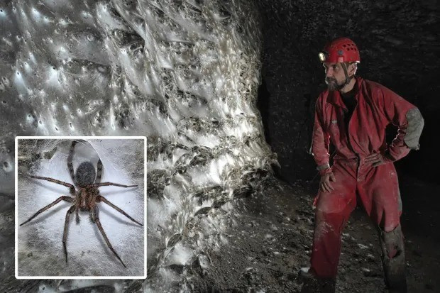 Các chuyên gia cho hay một dòng suối giàu lưu huỳnh đã giúp hang chứa đầy hydro sunfua và giúp vi khuẩn, muỗi sống sót, trở thành thức ăn cho nhện. Ảnh: Urak et al. 2025, Subterranean Biology (CC BY 4.0).