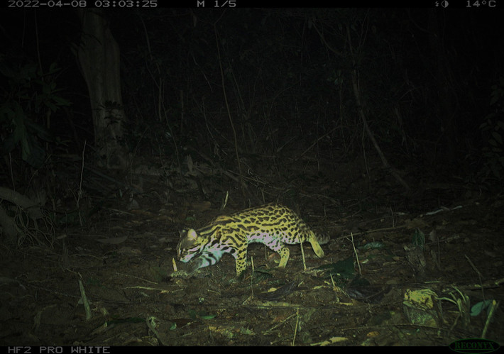 Mèo rừng chủ yếu ăn thịt. Chúng thường chỉ đẻ mỗi năm 1 lứa. Ảnh: Người lao động.