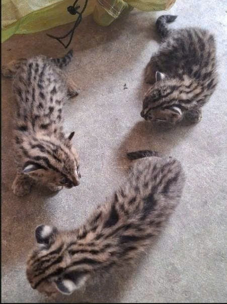 Sau khi tiếp nhận, Hạt Kiểm lâm khu vực II tiến hành kiểm tra tình trạng sức khỏe, lập hồ sơ tiếp nhận và bố trí cán bộ chăm sóc, nuôi dưỡng 3 cá thể mèo rừng con theo đúng quy trình chuyên môn. Ảnh: Tiền phong.