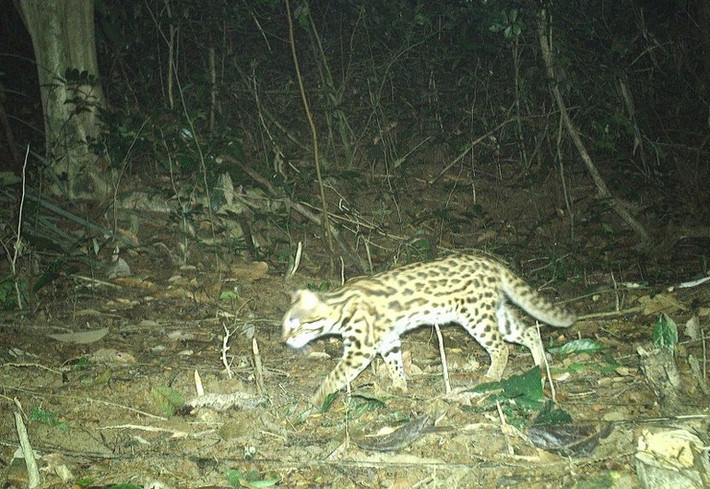 Mèo rừng có tên khoa học là Prionailurus bengalensis. Loài này thuộc nhóm IIB trong danh mục động vật rừng nguy cấp quý hiếm. Ảnh: Nhân dân.