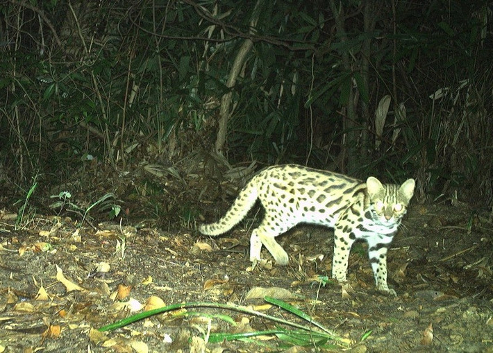 Do 3 cá thể mèo rừng con còn nhỏ, sức đề kháng yếu và chưa thể thích nghi với môi trường tự nhiên nên Hạt Kiểm lâm khu vực II sẽ theo dõi, chăm sóc cho đến khi đủ điều kiện sức khỏe để thả về môi trường tự nhiên. Ảnh: Nhân dân.
