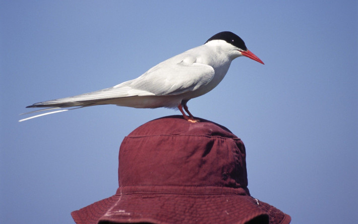 Kế hoạch xây dựng các lò phản ứng hạt nhân mini tại Anh của Thủ tướng Keir Starmer có nguy cơ bị phá hỏng bởi một loài chim quý hiếm. Bởi lẽ, mỗi năm có khoảng 2.000 cặp chim nhạn biển đổ về khu bảo tồn thiên nhiên Cemlyn ở Anglesey, Bắc Wales, bao gồm chim nhạn biển Bắc Cực, chim nhạn biển Sandwich và chim nhạn biển thường. Ảnh: National Trust/PA/Joe Cornish.