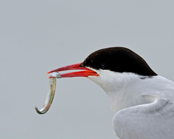 Trong bối cảnh đó, Thủ tướng Keir cam kết thực hiện đầy đủ các khuyến nghị của lực lượng đặc nhiệm. Dự án SMR tại Anglesey có thể sẽ là phép thử lớn đầu tiên đối với quyết tâm của Chính phủ. Ảnh: wildlifetrusts.org.
