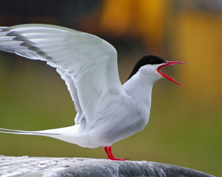 Tuần trước, một lực lượng đặc nhiệm quản lý hạt nhân đã hối thúc Thủ tướng cải tổ triệt để hệ thống quy hoạch và quản lý để việc xây dựng các nhà máy điện hạt nhân diễn ra nhanh hơn và ít tốn kém hơn, với các khuyến nghị bao gồm việc loại bỏ các biện pháp bảo vệ thiên nhiên không cân xứng. Ảnh: wildlifetrusts.org.