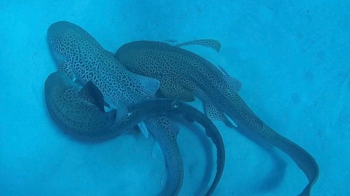 Nhà sinh vật học biển, Tiến sĩ Hugo Lassauce của Đại học Sunshine Coast đã ghi hình được cảnh 3 con cá mập báo hoa mai (gồm 1 cá thể cái và 2 cá thể đực" đang trong quá trình giao phối ở vùng biển Noumea, ngoài khơi New Caledonia vào ngày 22/9. Ảnh: Hugo Lassauce.