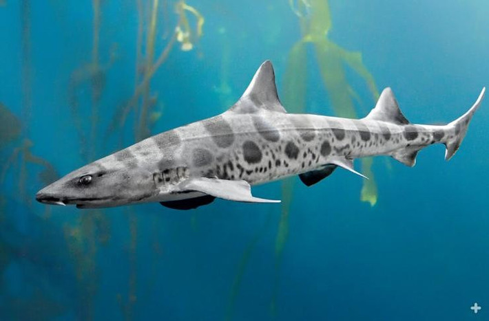 Mặc dù cá mập báo hoa mai sống đơn độc nhưng chúng thường tụ tập tại một số vùng biển nhất định để giao phối. Ảnh: animals.sandiegozoo.org.
