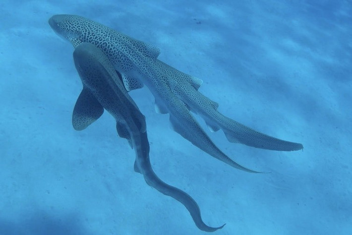 Theo Tiến sĩ Lassauce, toàn bộ sự việc diễn ra trong 110 giây. Trong đó, cá thể cá mập báo hoa mai đực đầu tiên mất 63 giây để giao phối và con thứ hai hoàn tất sau 47 giây. Sau khi giao phối, chúng lần lượt bơi đi. Ảnh: Hugo Lassauce.