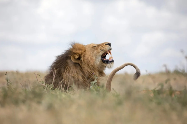 Để thực hiện nghiên cứu trên, nhóm đã triển khai 50 micro chuyên dụng tại Công viên Quốc gia Nyerere (Tanzania) và gắn cảm biến âm thanh vào vòng cổ của 5 con sư tử tại Khu bảo tồn Bubye (Zimbabwe). Trong 60 ngày, họ thu được 3.149 tiếng gầm của sư tử châu Phi (Panthera leo). Ảnh: Papa Bravo/Shutterstock.com.