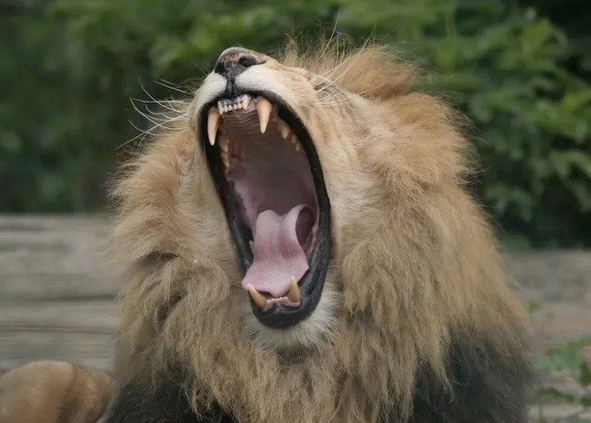 Sau đó, nhóm nghiên cứu đã sử dụng AI để phân tích và phân loại âm thanh với độ chính xác hơn 95%, loại bỏ sự chủ quan trong cách con người mô tả tiếng gầm. Nhờ đó, các nhà khoa học lần đầu tiên nhận diện được tiếng gầm trung gian, dạng âm thanh trước đây bị "lẫn" trong những tiếng gầm lớn. Ảnh: Peter Barrett, Shutterstock.