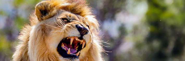 Theo nhóm nghiên cứu dẫn đầu bởi Jonathan Growcott, nghiên cứu sinh tiến sĩ về toán học và thống kê tại Đại học Exeter (Anh), "tiếng gầm trung gian" luôn theo sau tiếng gầm lớn. Phát hiện này cho thấy tiếng gầm của sư tử phức tạp hơn nhiều so với suy nghĩ trước đây của chúng ta. Ảnh: SteffenTravel/Shutterstock.