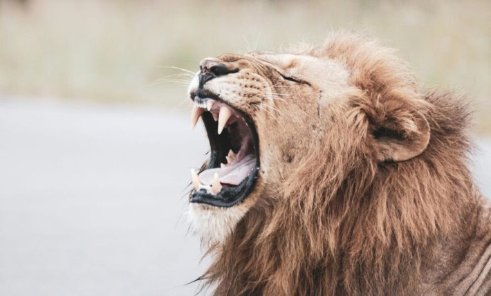 Trong nghiên cứu công bố trên tạp chí Ecology and Evolution ngày 21/11, nhóm chuyên gia cho hay phát hiện mới có thể giúp các nhà nghiên cứu ước tính quy mô quần thể sư tử chính xác hơn. Ảnh: samusicnews.co.za.