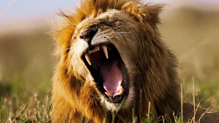 "Tiếng gầm toàn giọng là một dạng âm thanh, lớn, phức tạp và biến thiên về cao độ. Trong khi đó, tiếng gầm trung gian nhẹ hơn, ít thay đổi hơn", nghiên cứu sinh Growcott cho biết. Ảnh: skynesher/Getty Images Signature/Canva.