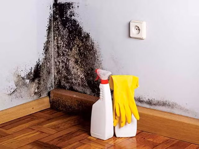 Cách xử lý nấm mốc khắp nhà để không hít phải độc - Hình 9 Cach xu ly nam moc khap nha de khong hit phai doc-Hinh-9