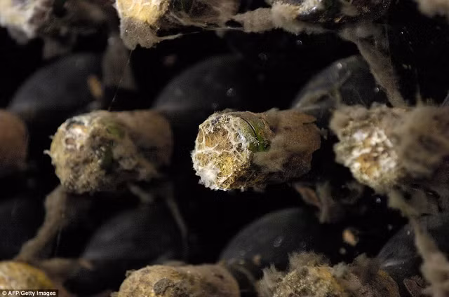 Quốc gia có những hầm rượu vang độc nhất vô nhị ẩn sâu dưới đất - Hình 13 Quoc gia co nhung ham ruou vang doc nhat vo nhi an sau duoi dat-Hinh-13
