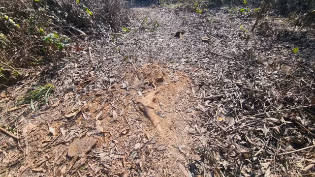 Biên Hòa (Đồng Nai): Rừng phòng hộ Biên Hòa tiếp tục bị “đục phá”? - Hình 9 Bien Hoa (Dong Nai): Rung phong ho Bien Hoa tiep tuc bi “duc pha”?-Hinh-9