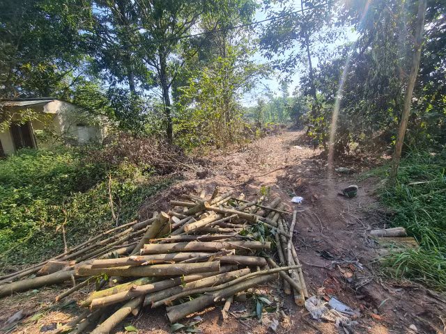 Biên Hòa (Đồng Nai): Rừng phòng hộ Biên Hòa tiếp tục bị “đục phá”? - Hình 10 Bien Hoa (Dong Nai): Rung phong ho Bien Hoa tiep tuc bi “duc pha”?-Hinh-10