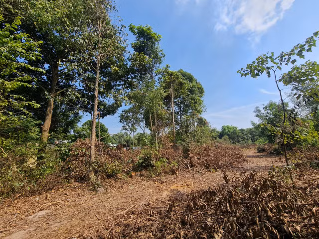 Biên Hòa (Đồng Nai): Rừng phòng hộ Biên Hòa tiếp tục bị “đục phá”? - Hình 5 Bien Hoa (Dong Nai): Rung phong ho Bien Hoa tiep tuc bi “duc pha”?-Hinh-5
