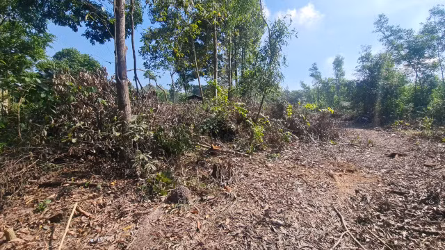 Biên Hòa (Đồng Nai): Rừng phòng hộ Biên Hòa tiếp tục bị “đục phá”? Bien Hoa (Dong Nai): Rung phong ho Bien Hoa tiep tuc bi “duc pha”?