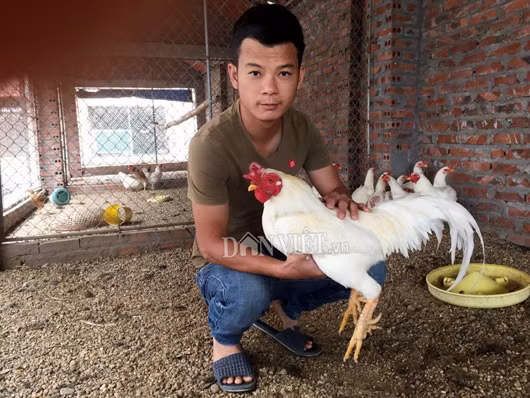 Độc kê 10 cựa hiếm nhất Việt Nam - Hình 7 Doc ke 10 cua hiem nhat Viet Nam-Hinh-7