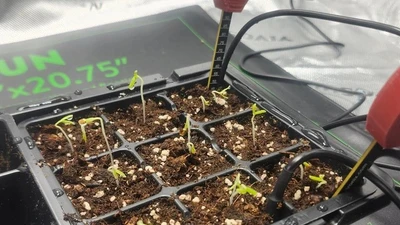 Lập trình viên cho AI trồng cà chua để thử giới hạn thật 